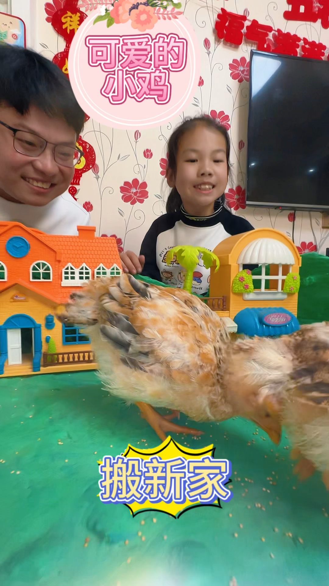给小鸡做新房子喽