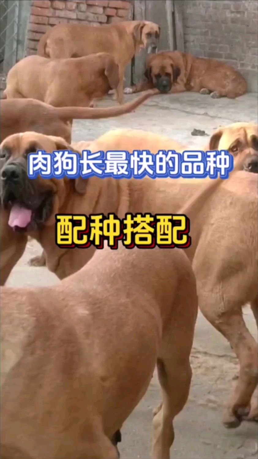 肉狗长的最快的品种是哪几个呢