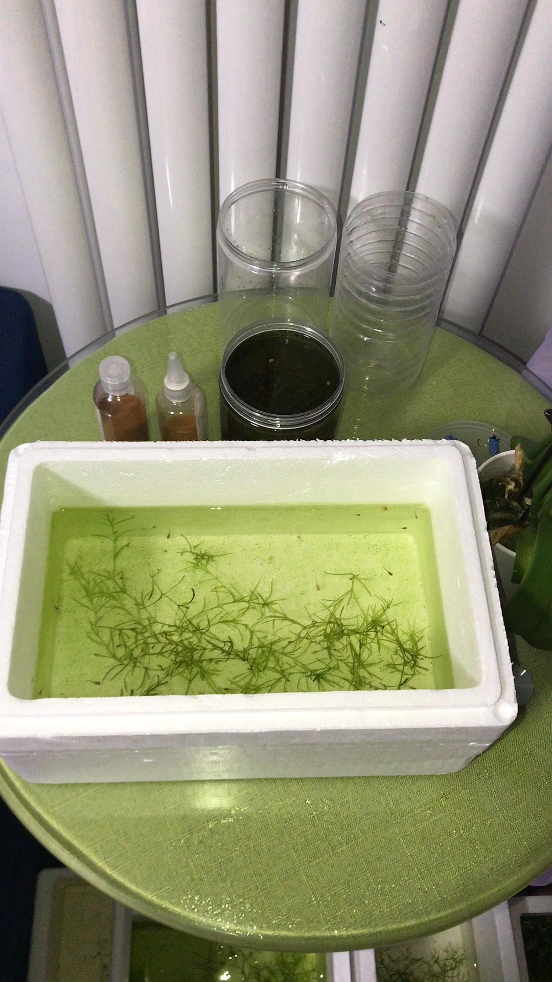 孔雀鱼到底好不好养。怎么养孔雀鱼。