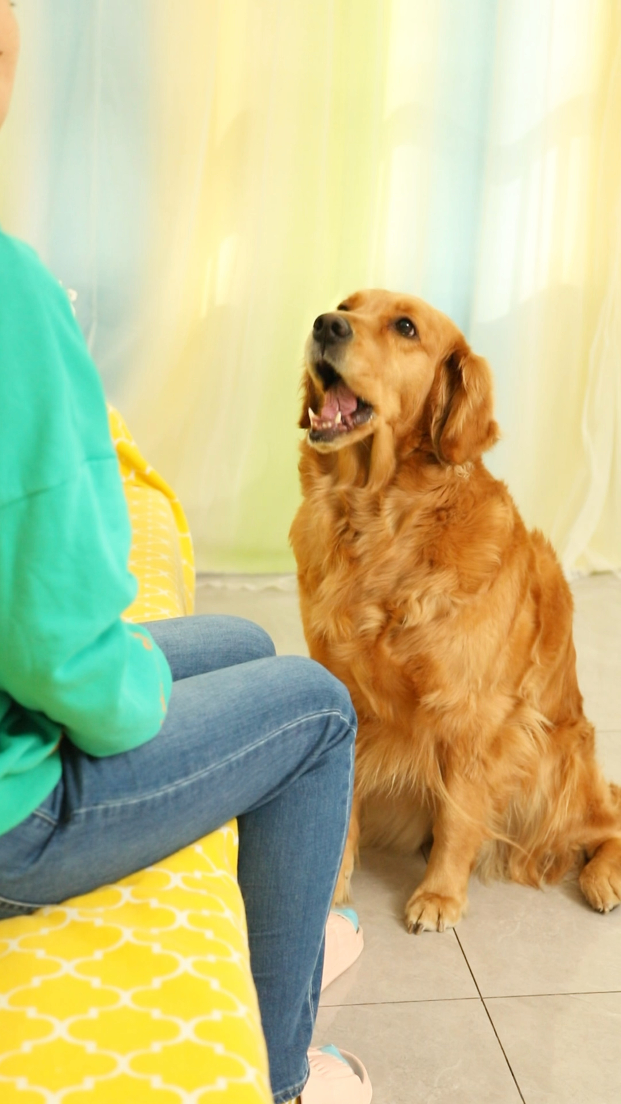 谁愿意收留无助的奶茶