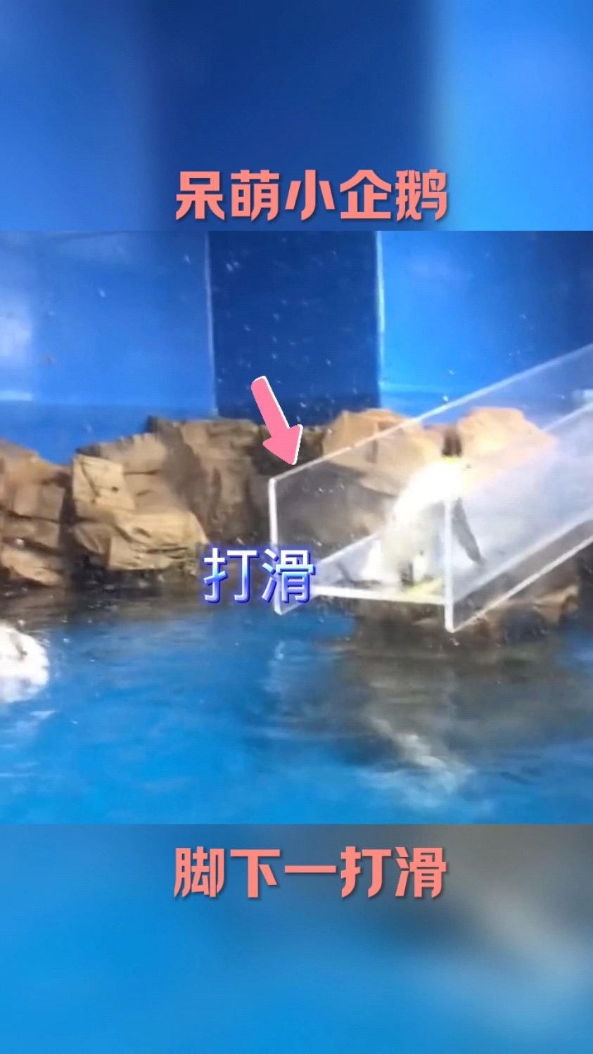 这小企鹅好呆萌啊