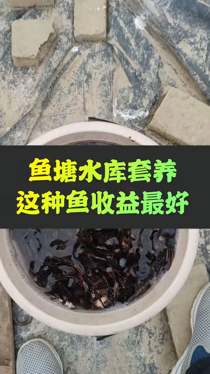 鱼塘水库套养什么鱼效益好
