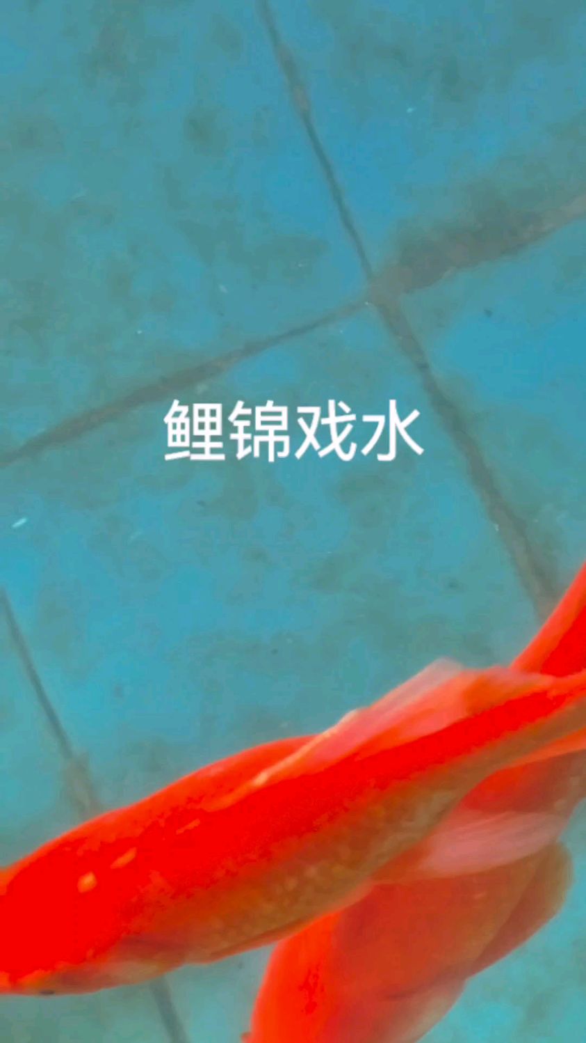 锦鲤鱼戏水,自由自在