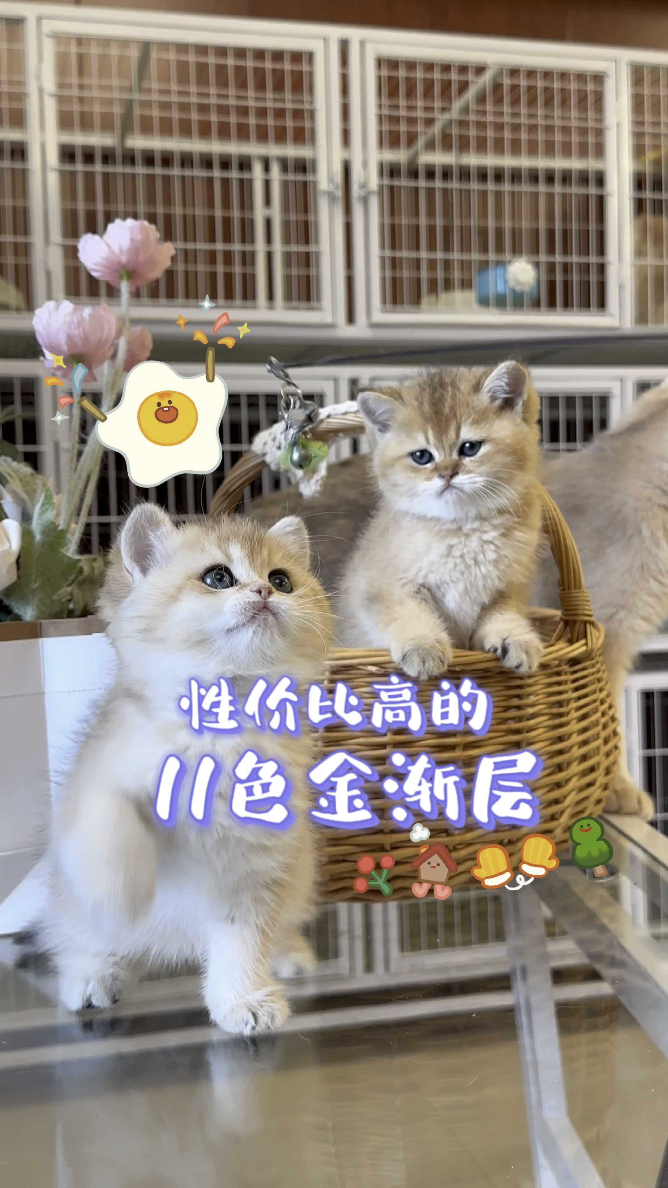 超级大饼子脸的金渐层!#金渐层#小奶猫#大包子脸