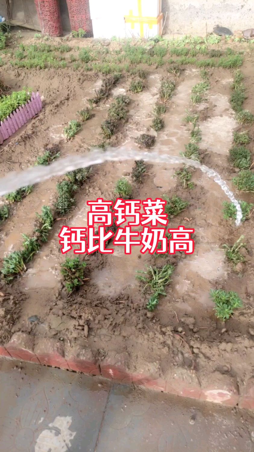 高钙菜,又叫救心菜,特别适合中老年人