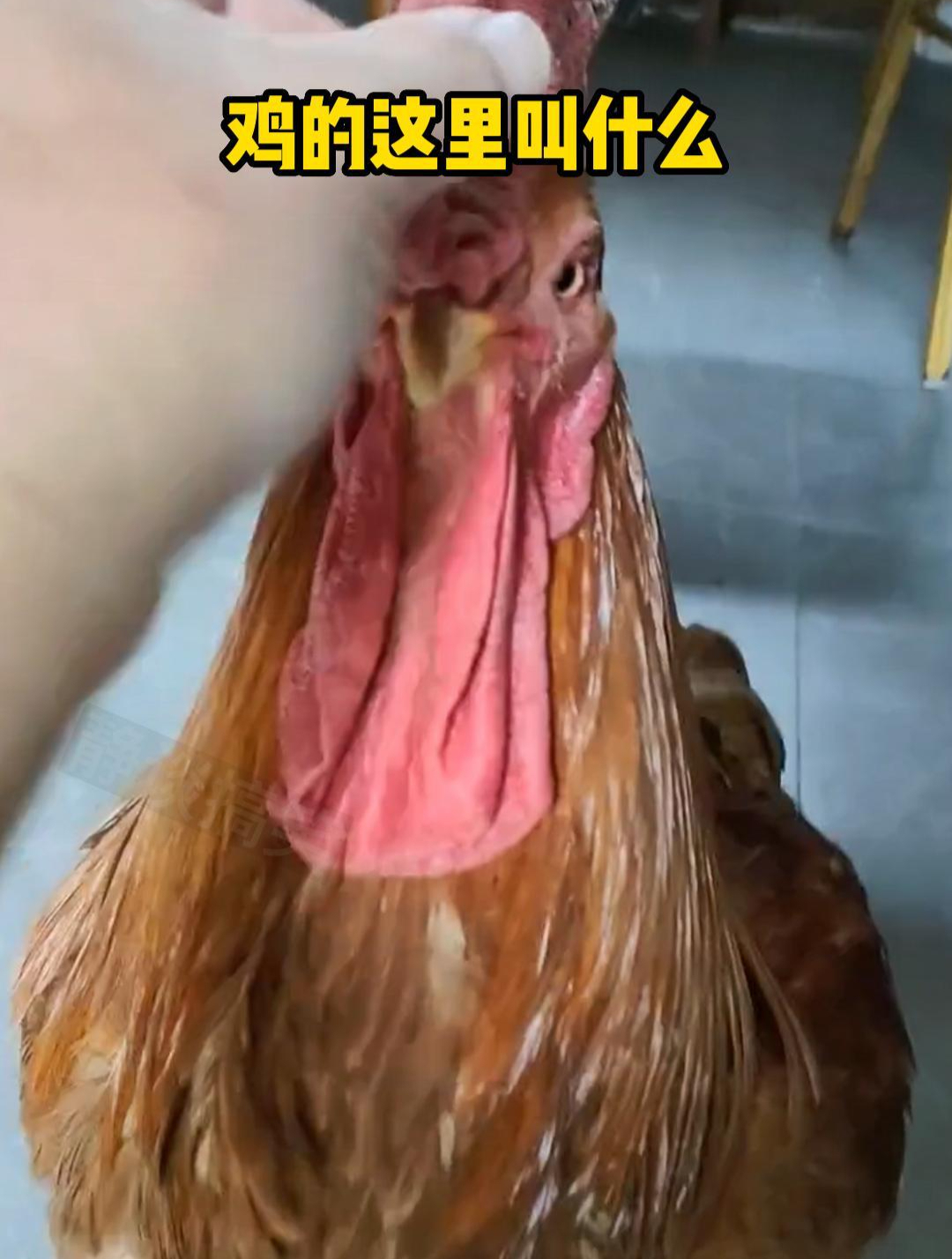 鸡的这里叫什么?