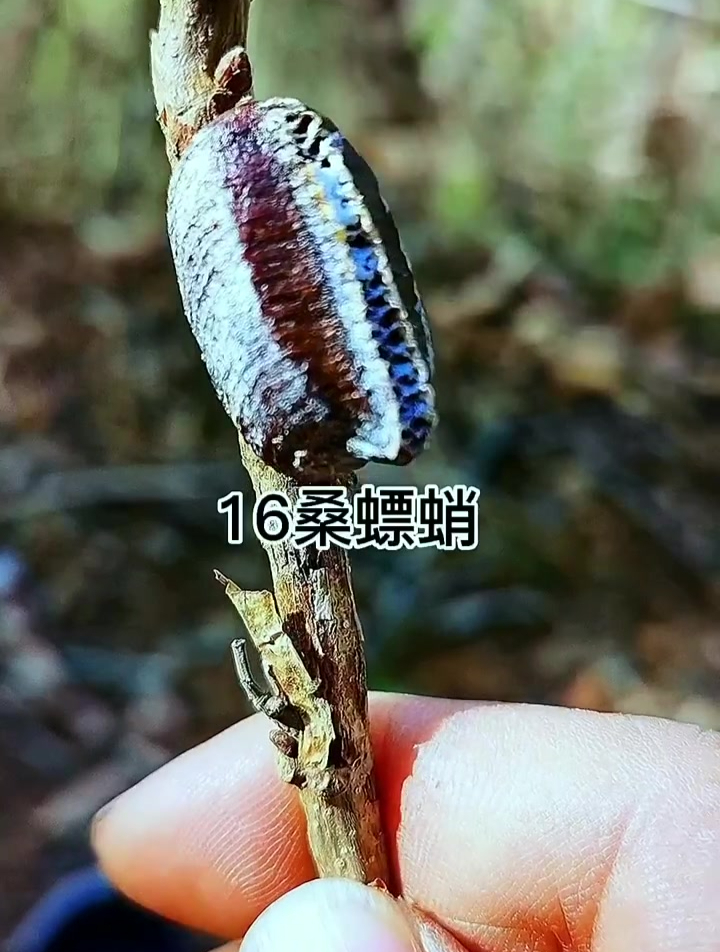 带你认识50种中草药,看看你家乡有吗?你认识几种?