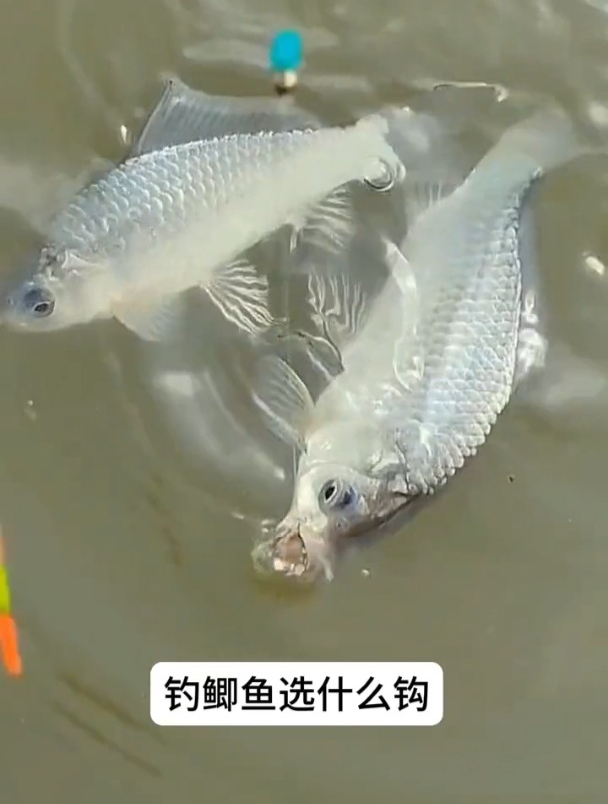钓鲤鱼选什么钩好?钩柄外倾,钩尖垂直朝上的鱼钩更易中鱼!