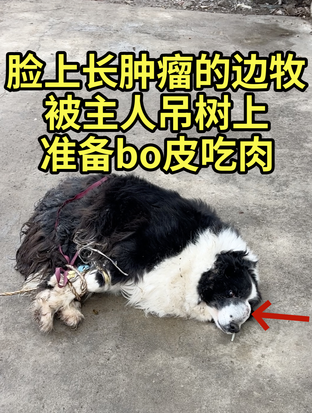 边牧脸上长个肿瘤,被主人吊在树上准备剥皮吃肉,晚去一会就死了