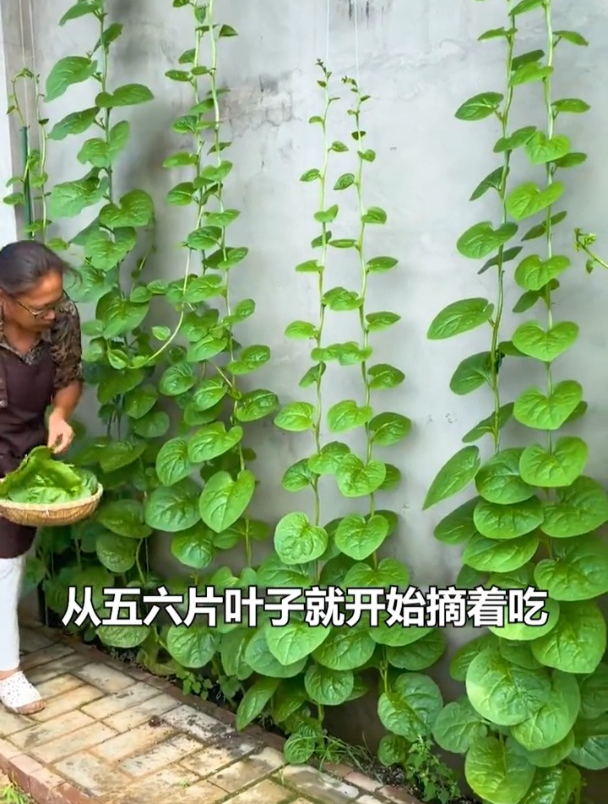 会爬藤的豆腐菜,撒籽能长3米高