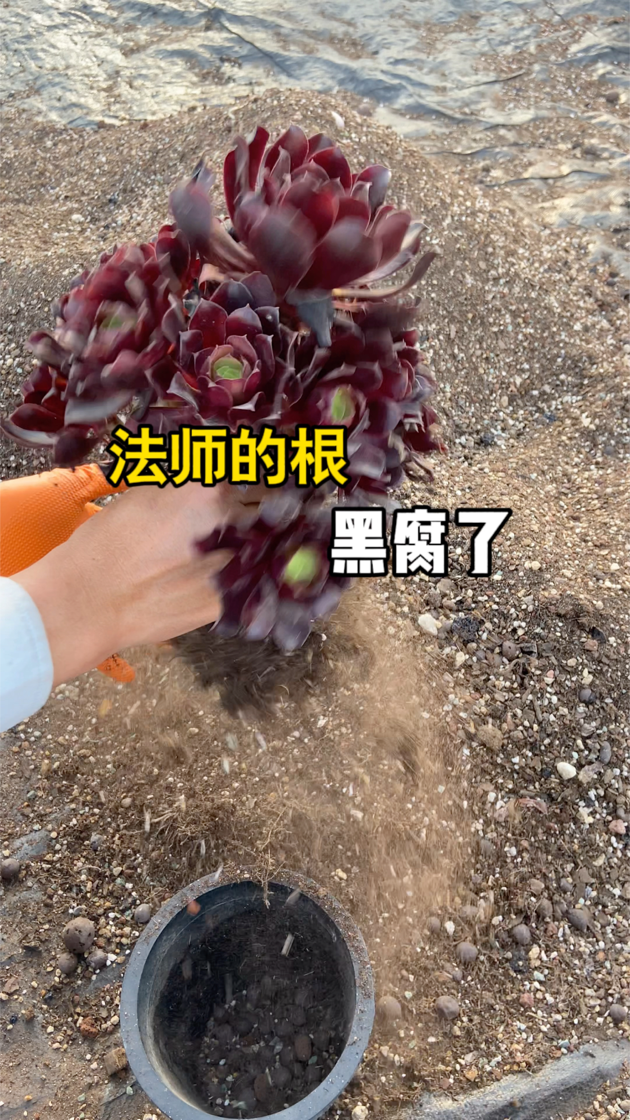 法师多肉的根黑腐了怎么养回来