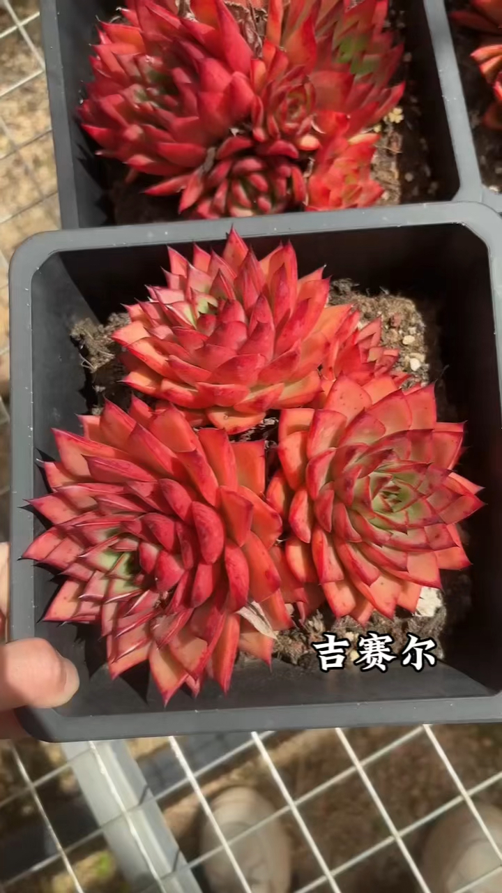 吉赛尔,红红的多肉