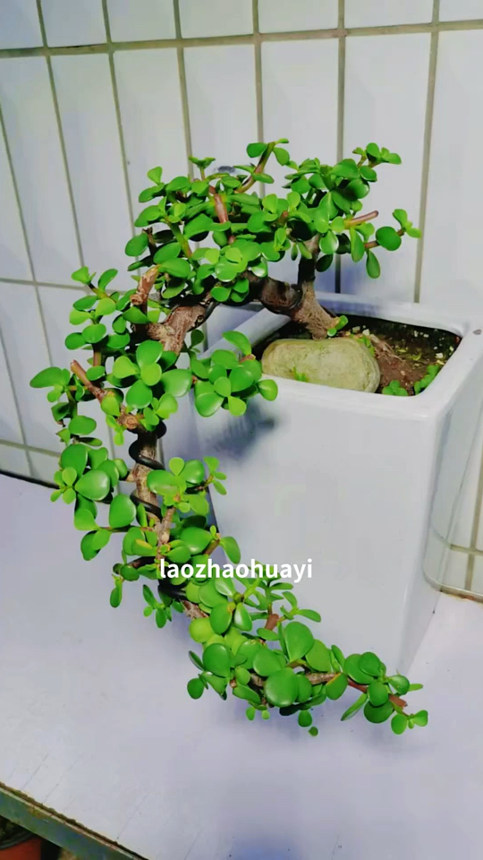 常见的几种金枝玉叶造型