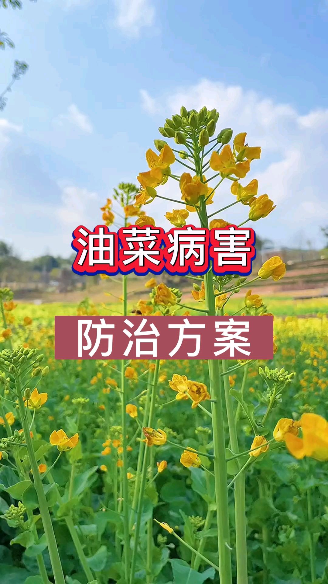 油菜出现灰霉病霜霉病该如何解决?防治油菜菌核病的方法