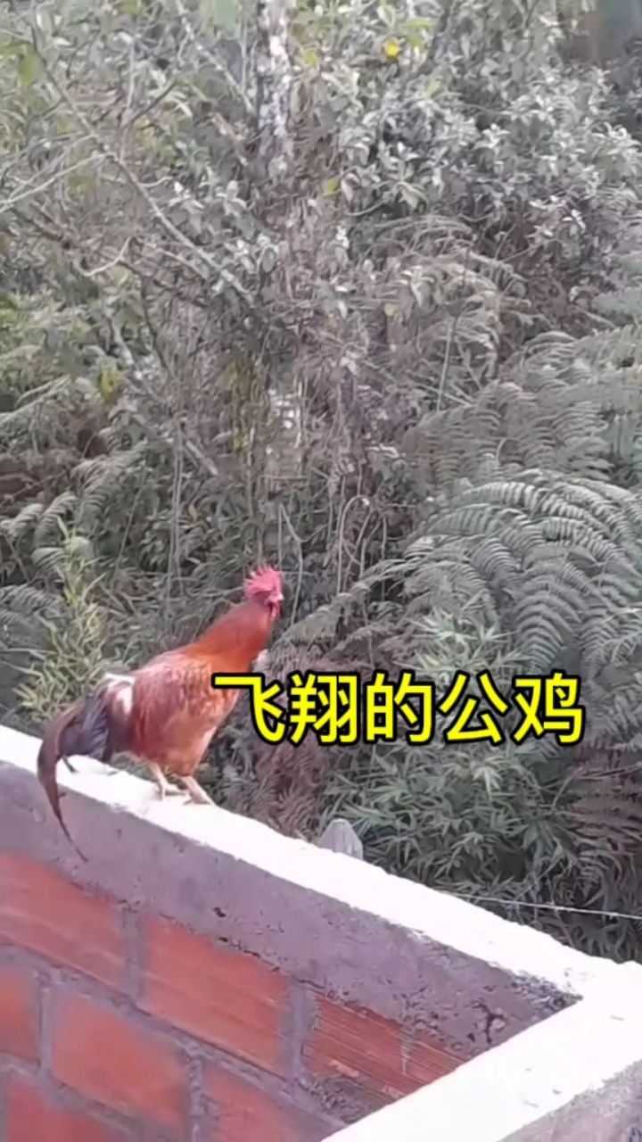 这是一只飞翔的公鸡