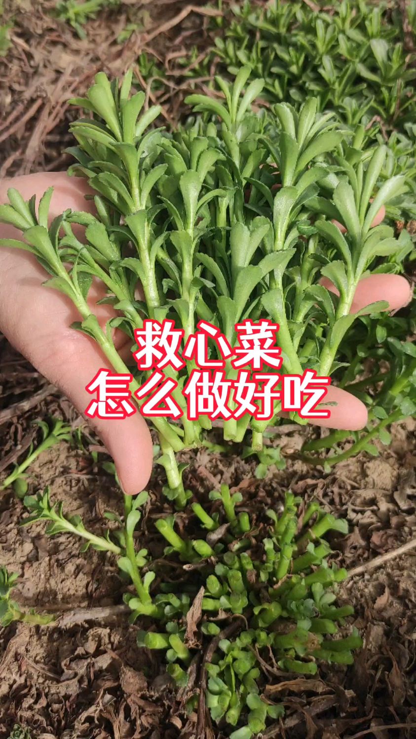 救心菜怎么做好吃?今天分享2个吃法