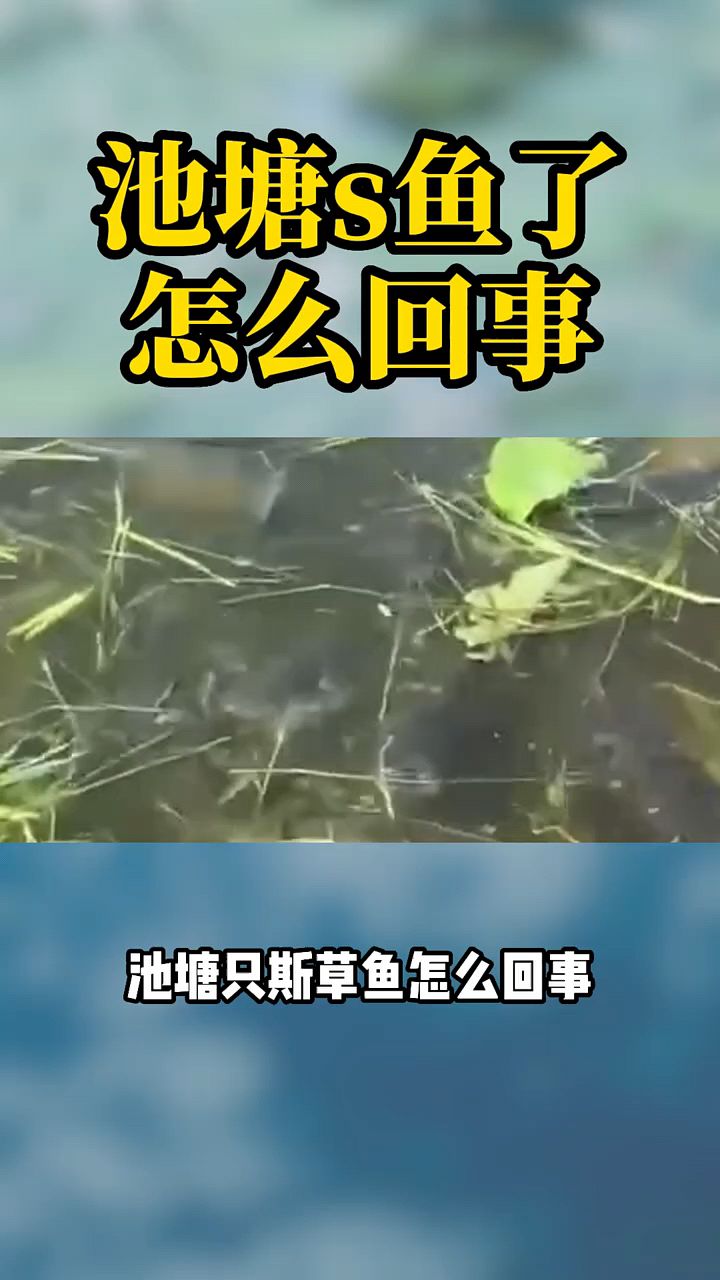 池塘只死草鱼,怎么回事