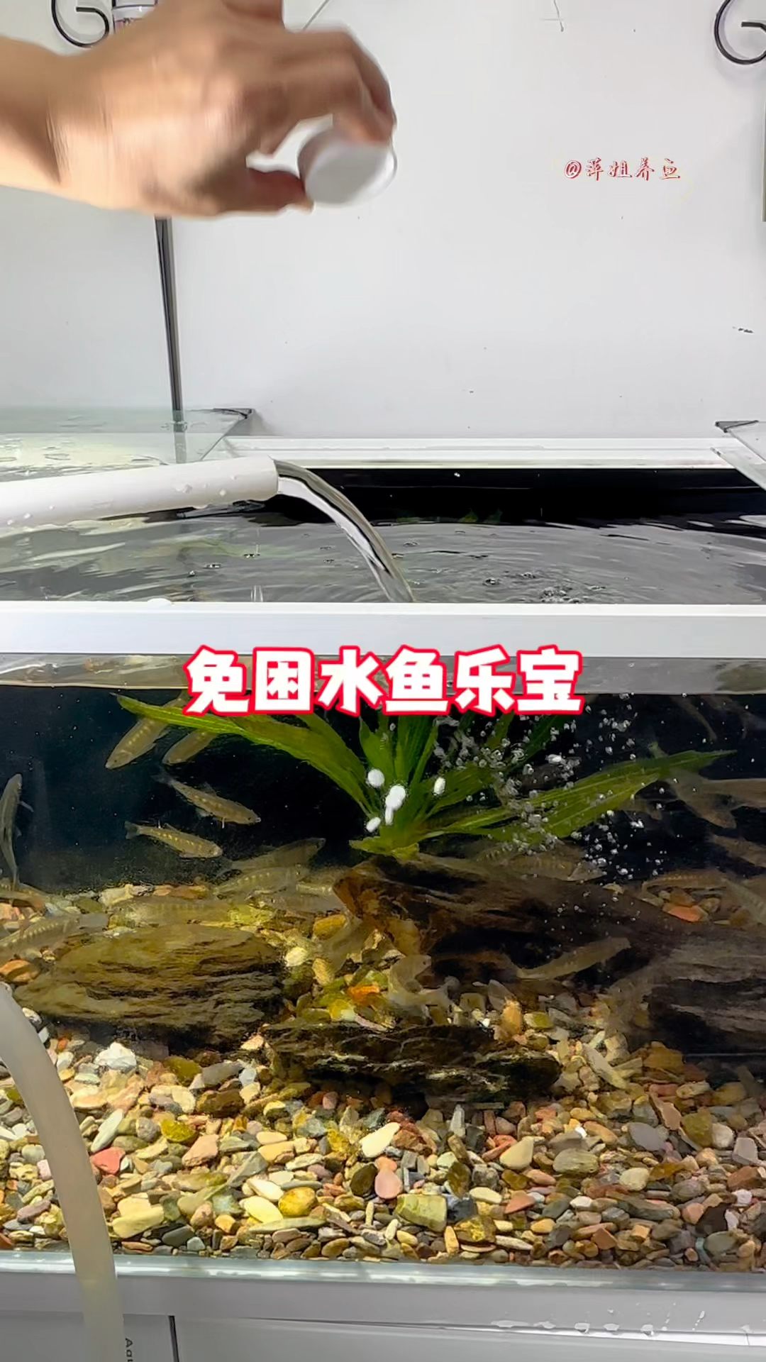 用自来水养鱼,往鱼缸里扔几片鱼乐宝,就能免去困水除氯气的麻烦