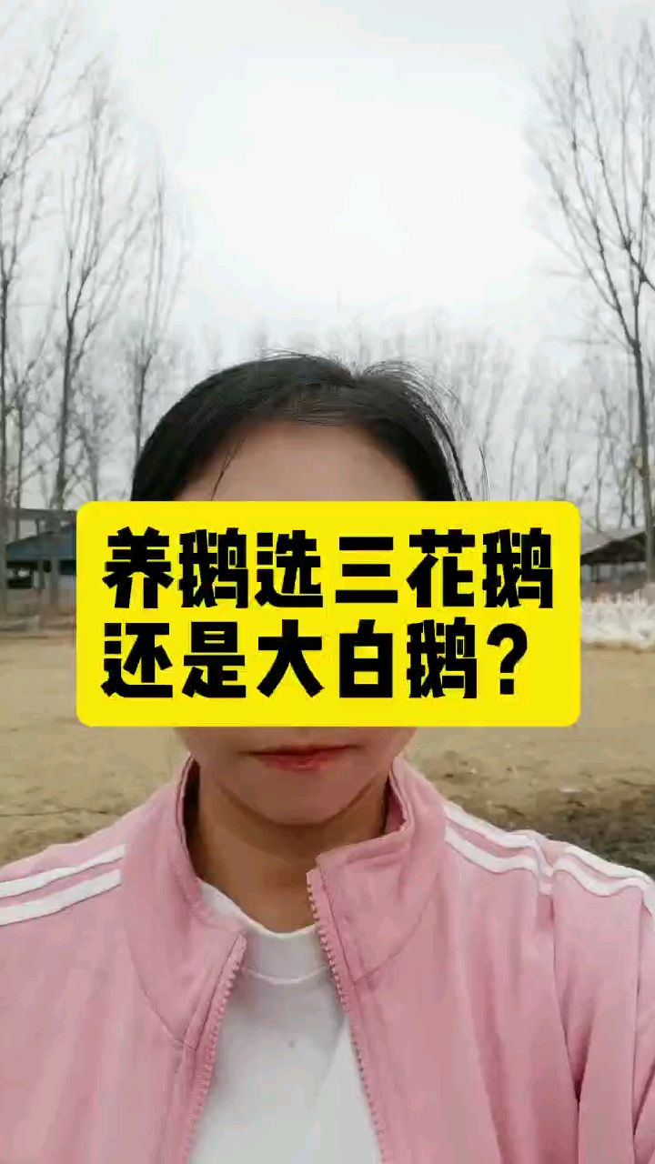 养鹅选三花还是大白?