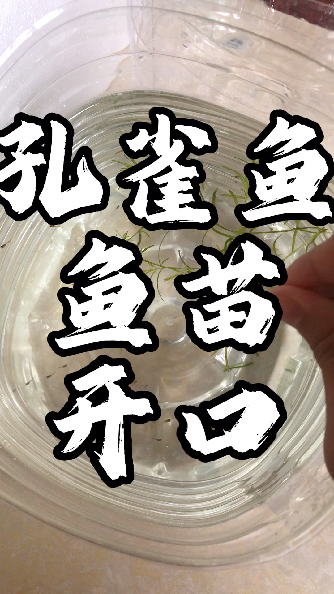 孔雀鱼鱼苗开口。丰年虾给鱼苗开口。