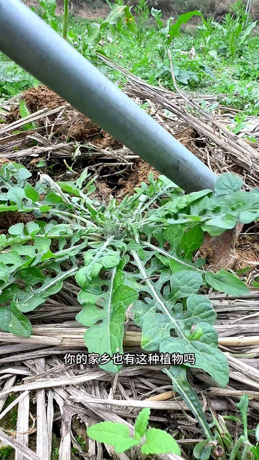 泥胡菜,你认识它吗?村民常常把它挖回家