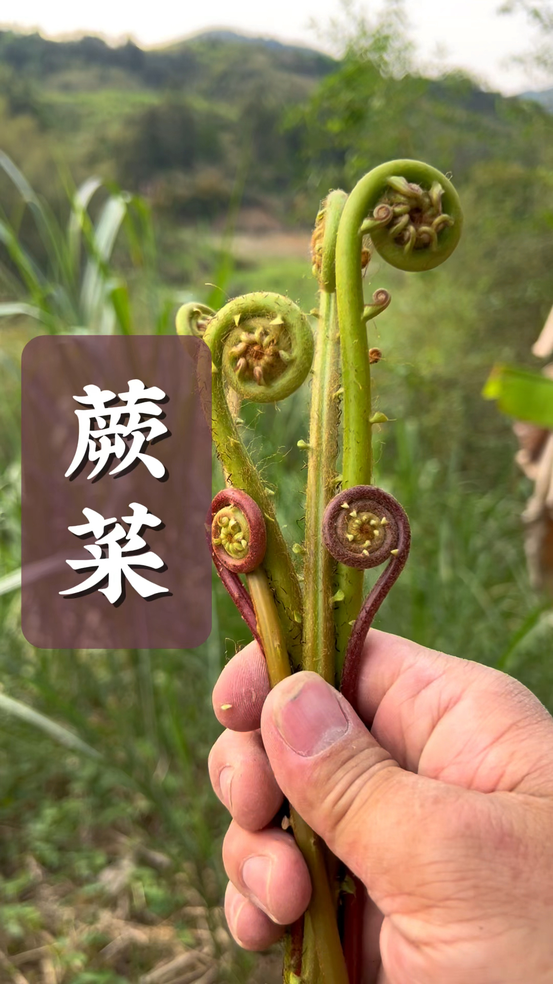 很多专家说蕨菜致癌,而我们却从小吃到大,你们那边蕨菜长什么样