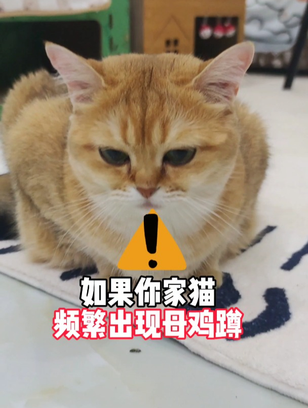 如果你家猫频繁出现母鸡蹲!还食欲不振没精神!请你一定重视!