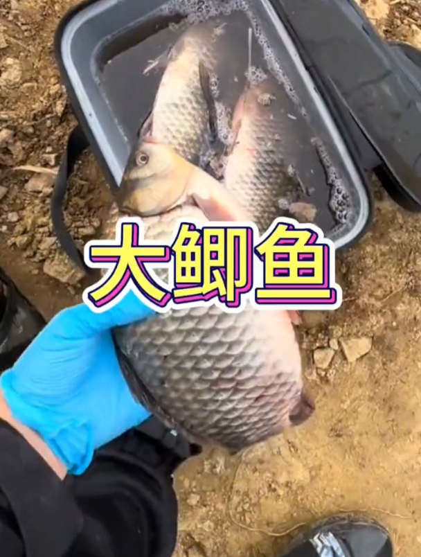 钓鲫鱼还是要打一个鲫鱼喜欢吃的窝子!这种普通窝料不要再用了!