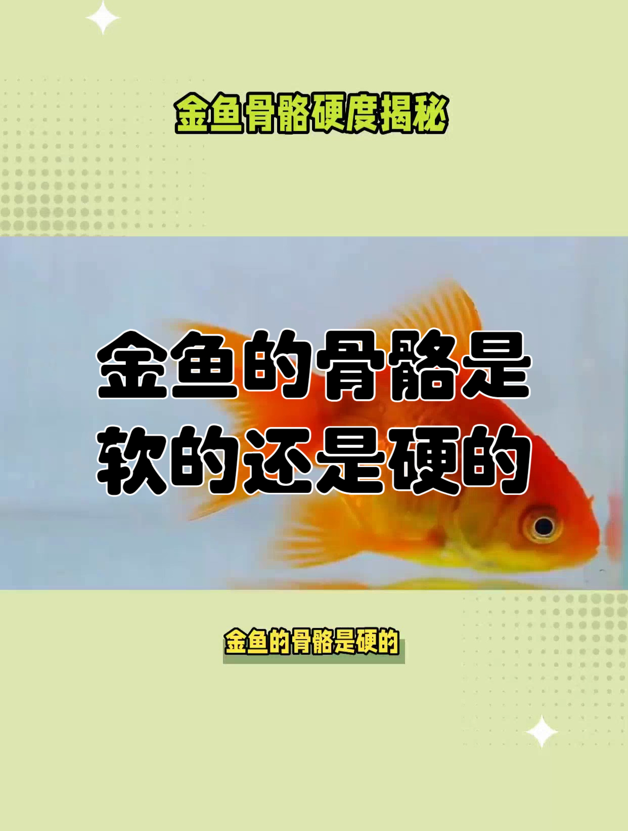 金鱼的骨骼是软的还是硬的