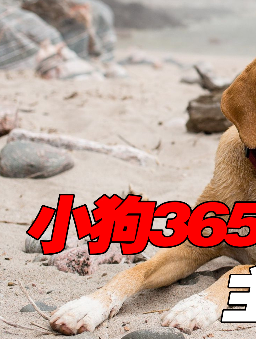 小狗365天守着海边礁石,被村里恶霸狗欺负,主人得知瞬间泪崩!