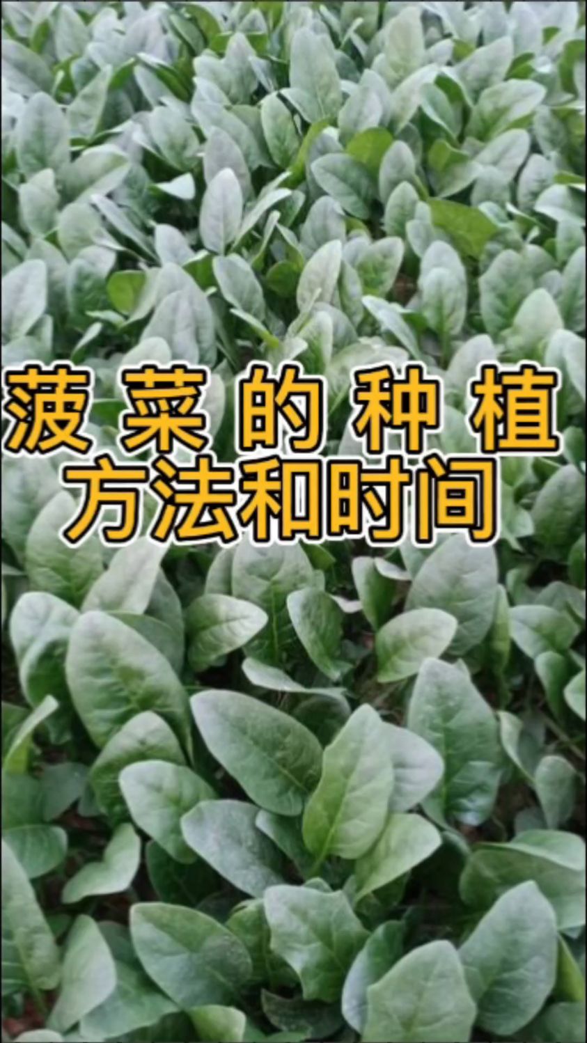 菠菜的种植方法和时间
