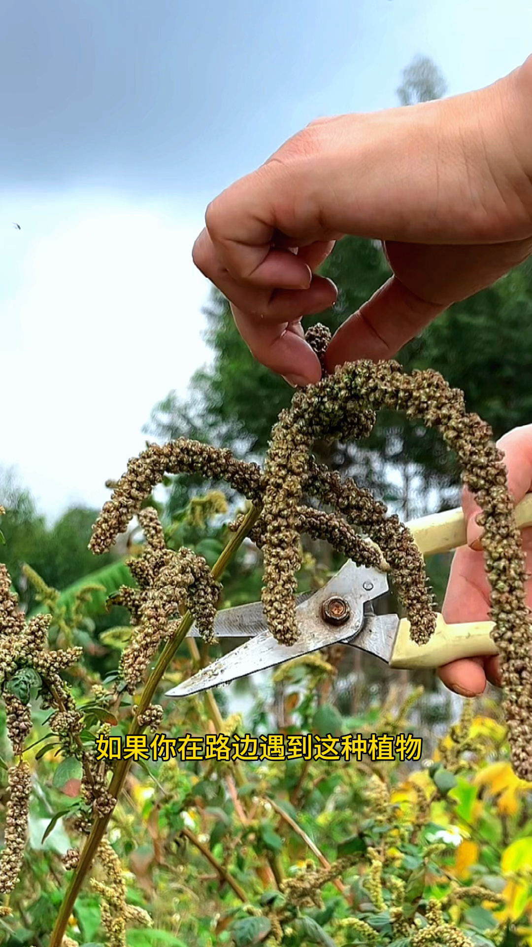 农村采苋菜花,晒干保存