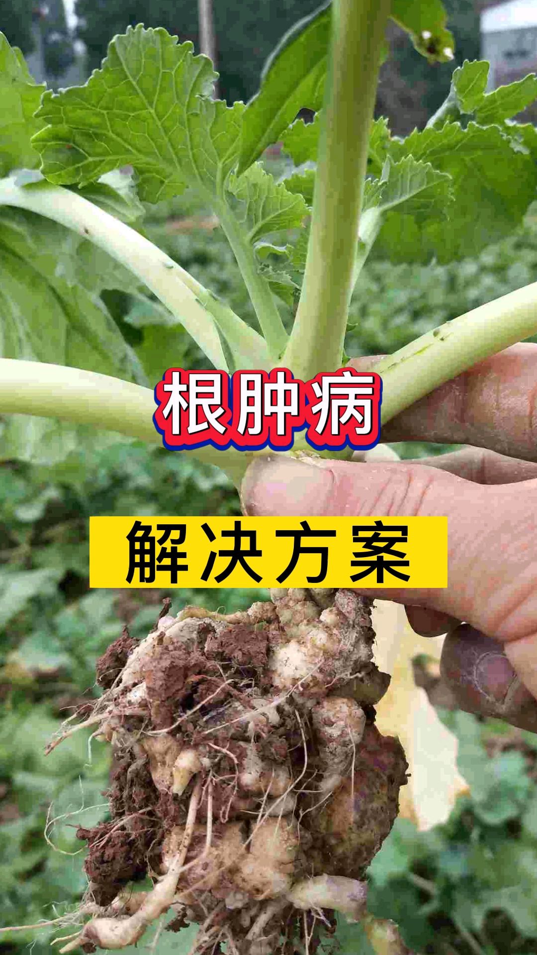 油菜花菜根部出现肿胀是什么原因?根肿病用什么药最有效?