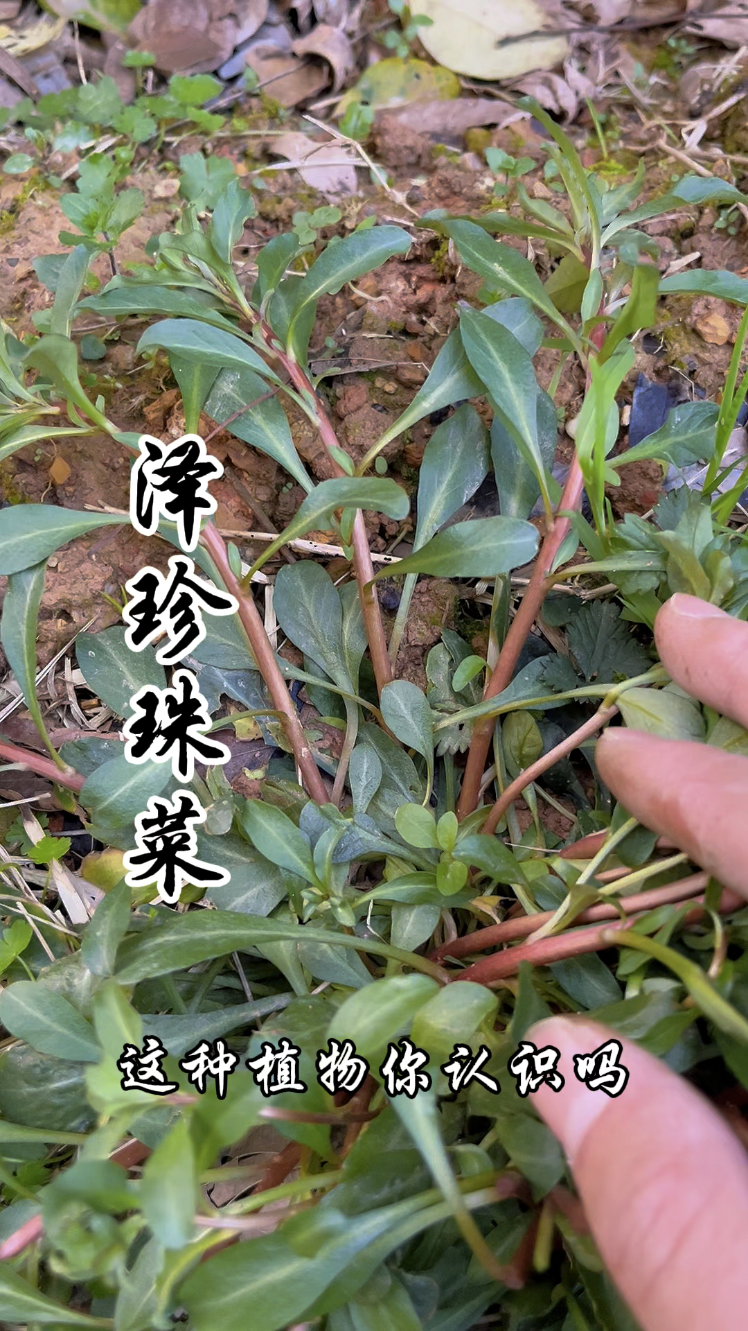 泽珍珠菜,又称星宿菜、单条草,你吃过这种野菜吗?