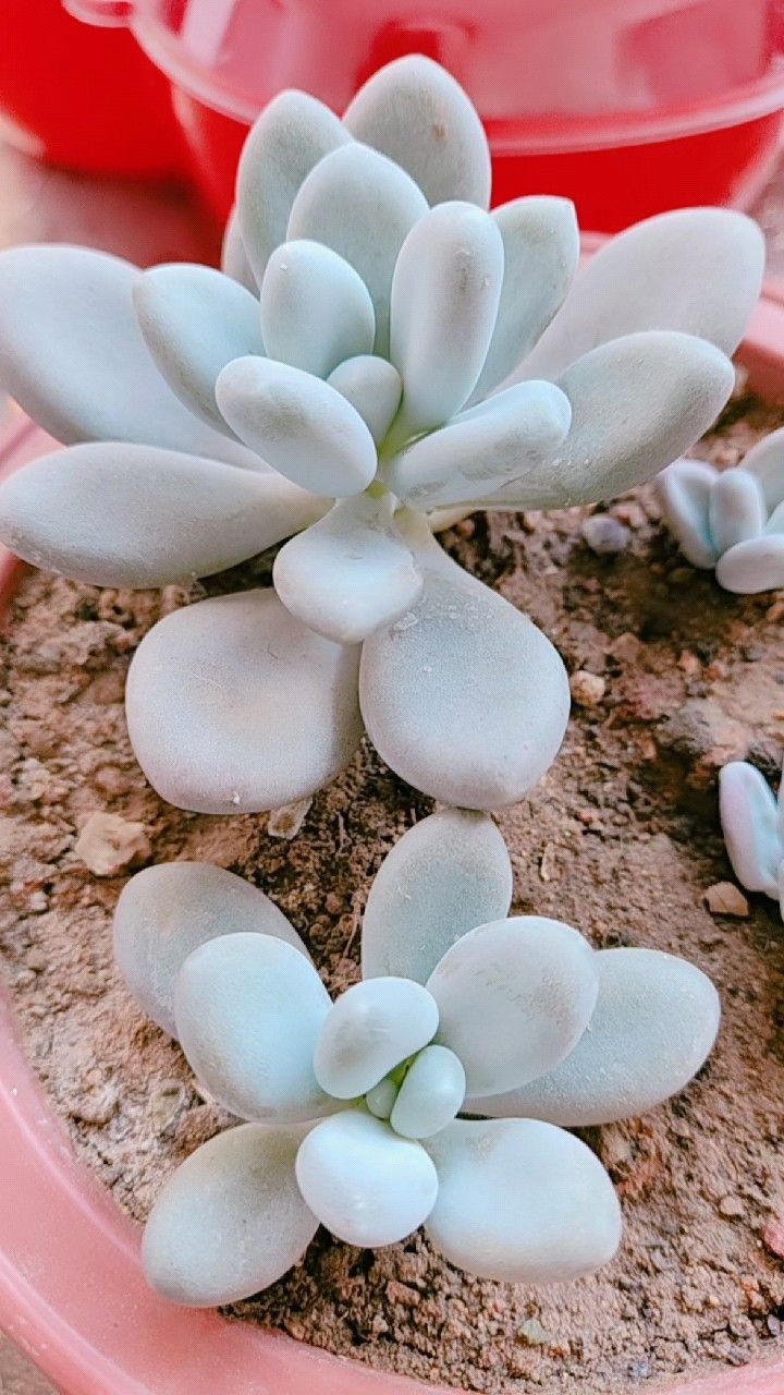 教你多肉白美人如何扦插