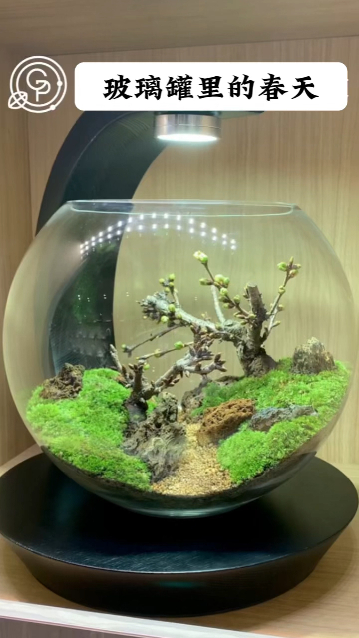 玻璃罐里的春天,微景观制作