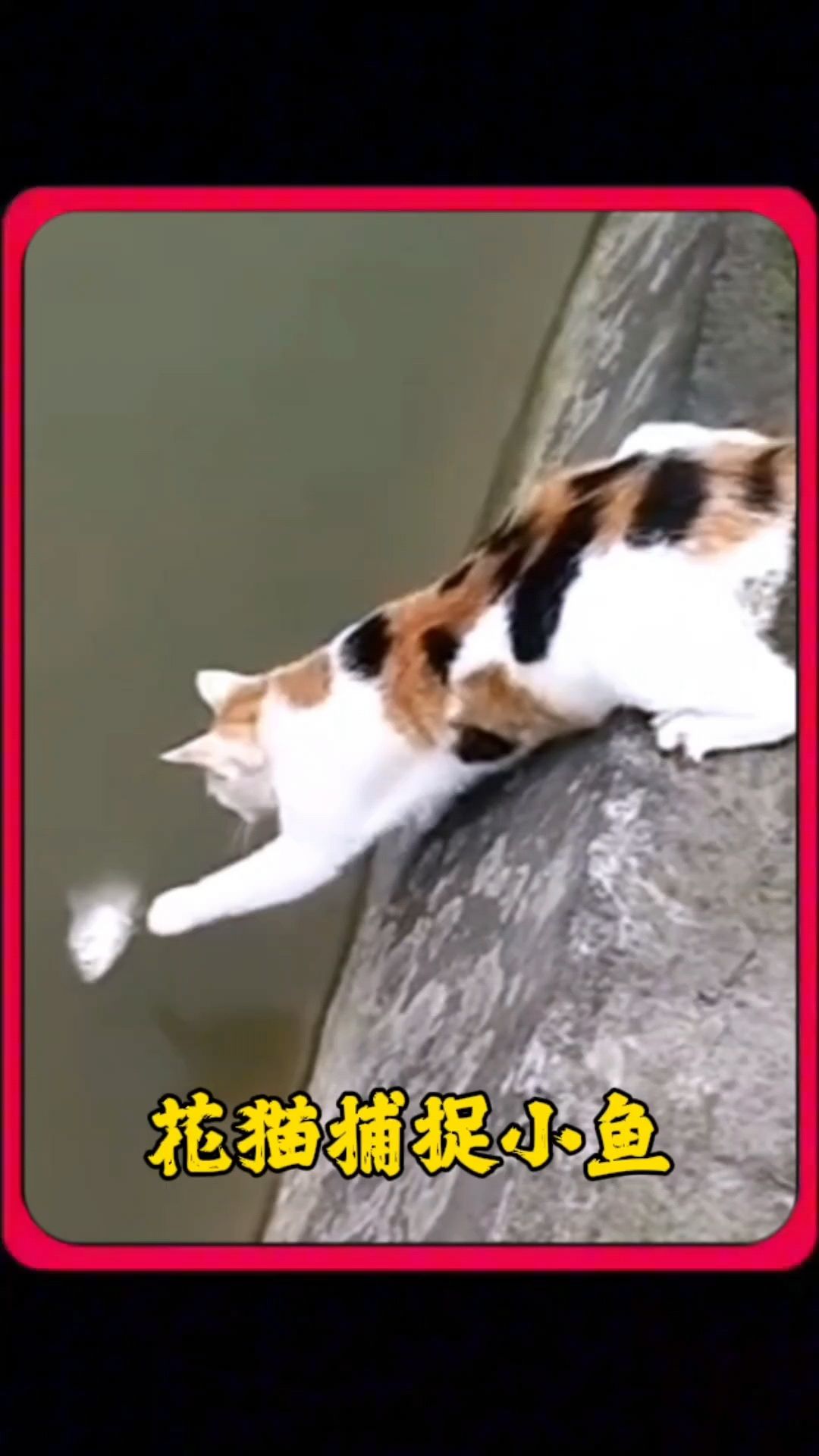 花猫在池塘里抓小鱼