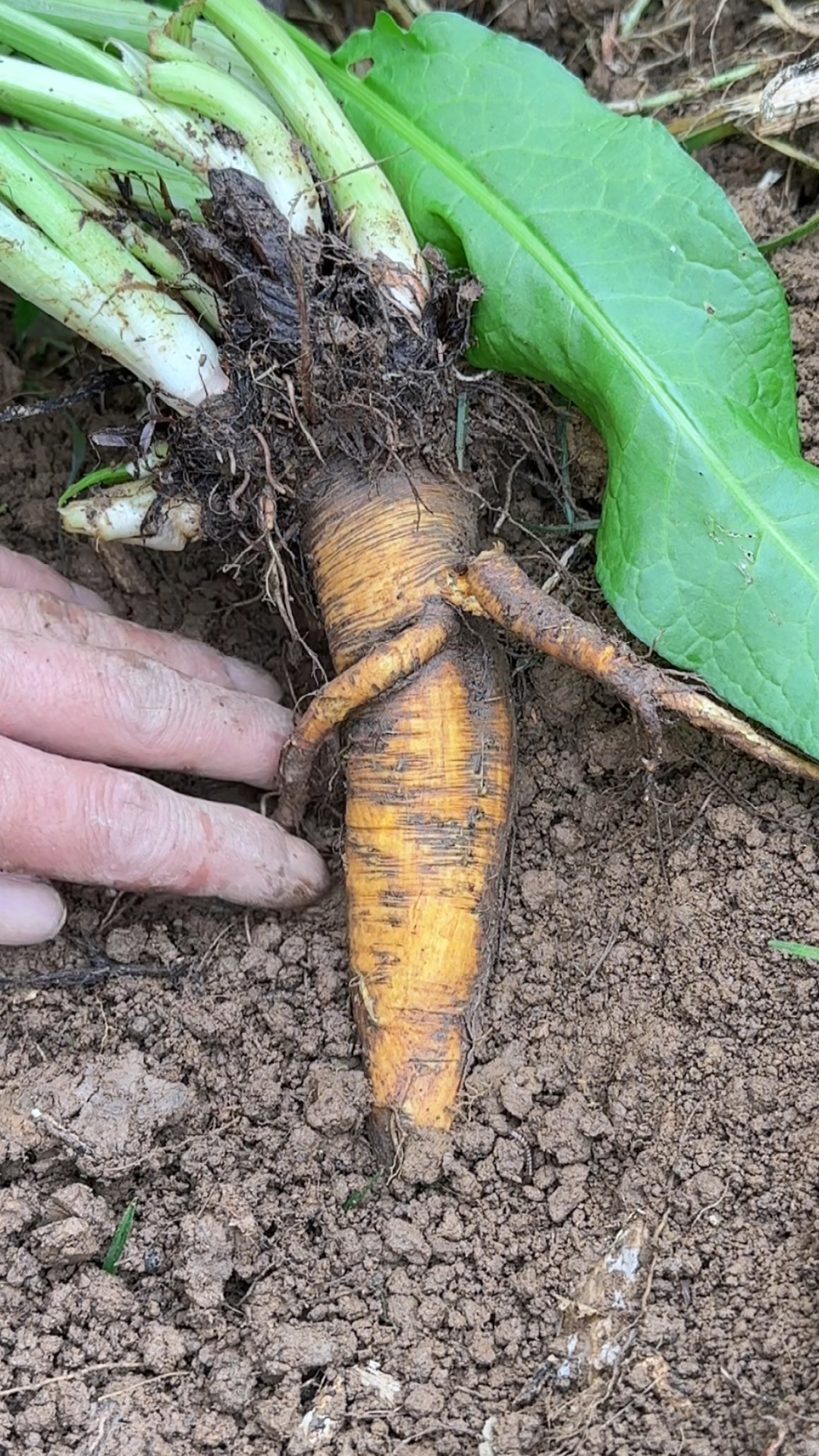 野菠菜的根又大又黄,别名土大黄,你认识吗?农村人忙着采挖它