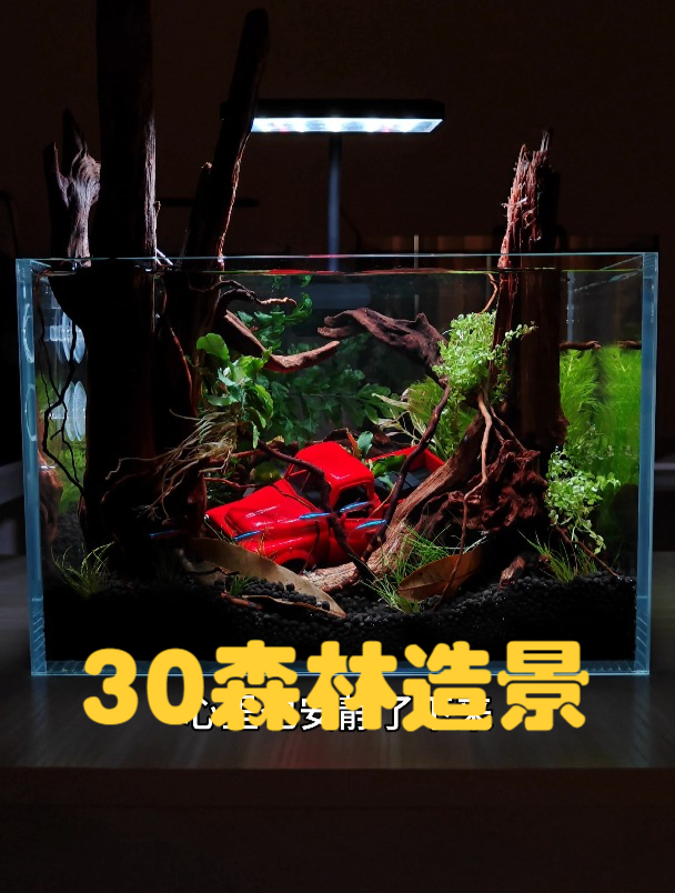 把森林搬进小鱼缸,30森林造景鱼缸详细开缸教程