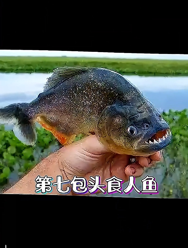 恐怖食人鱼大盘点!