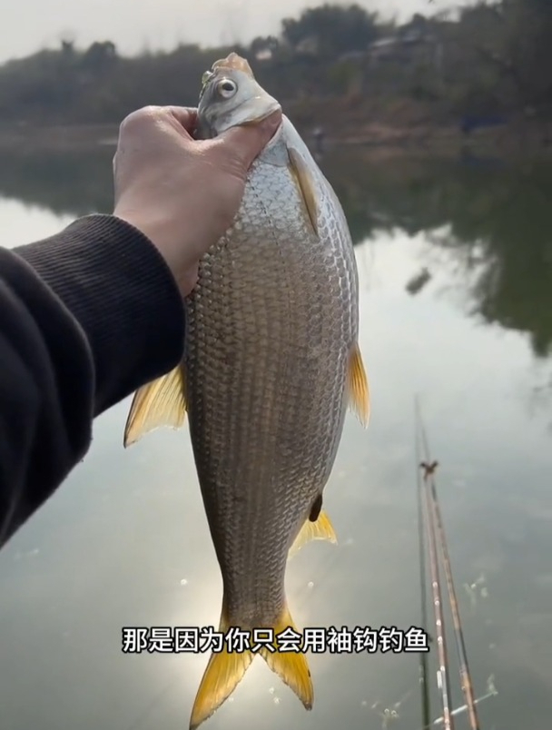 钓黄尾总是锚鱼和空枪?别再怪饵料了,其实问题出在它身上!