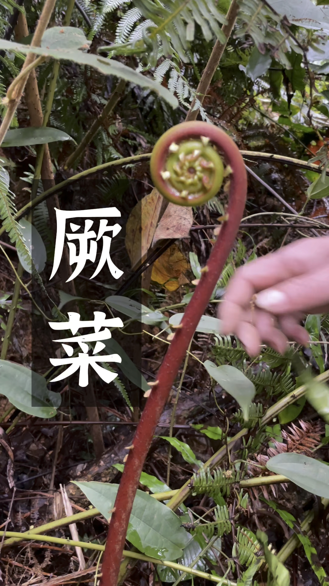 山里的这种野菜很多人说不能吃,我们却从小吃到大。