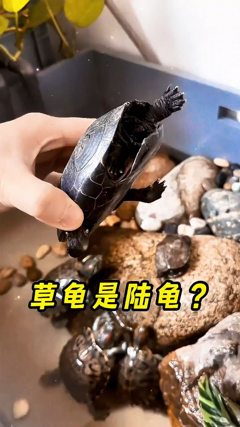 草龟能在陆地上养吗