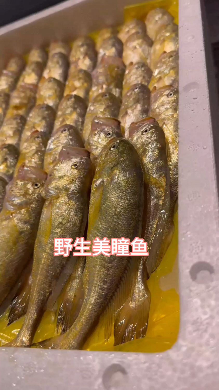 台州野生梅同鱼,一种小型鱼类,肉质入口即化