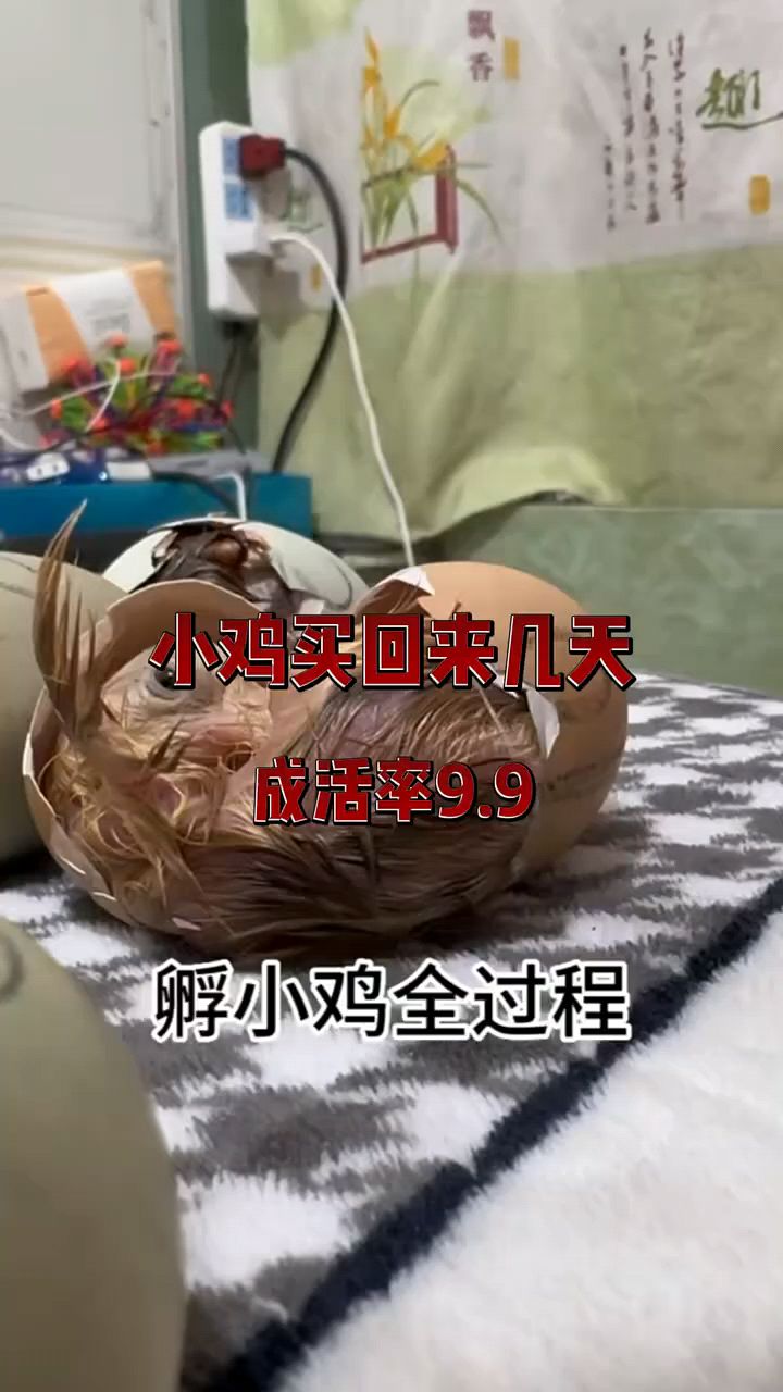 小鸡孵化全过程,出壳后这样喂
