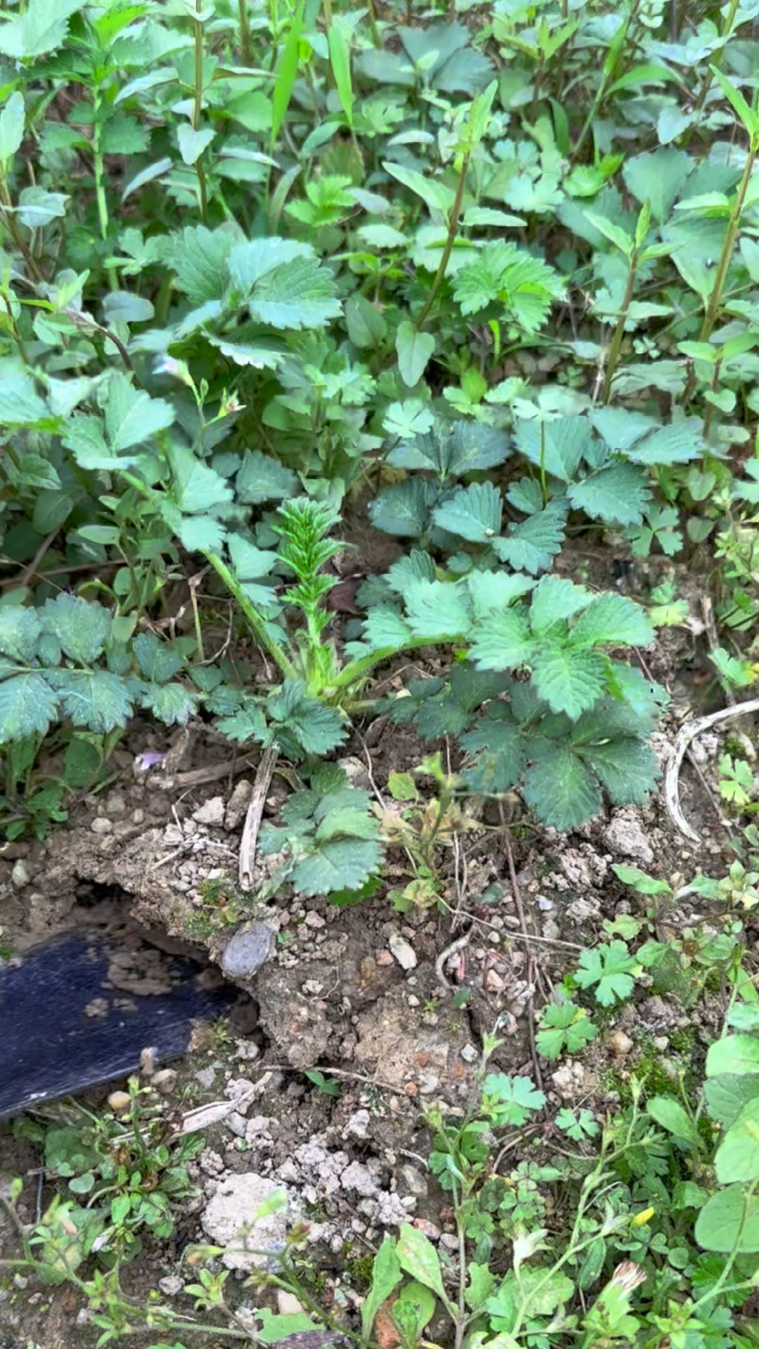 龙芽草也叫仙鹤草,它的叶子很特别