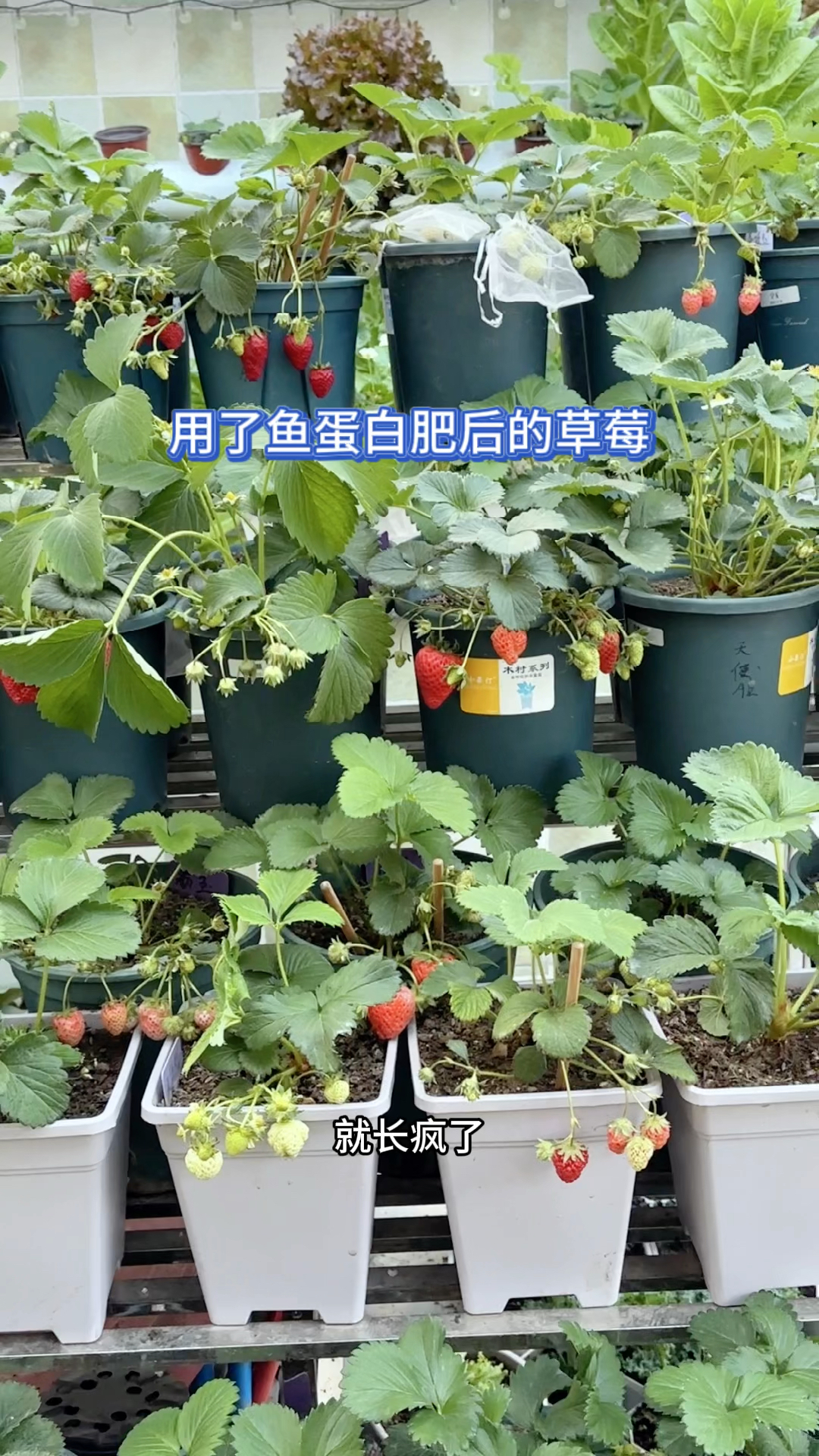 草莓用了鱼蛋白肥后结满了果子