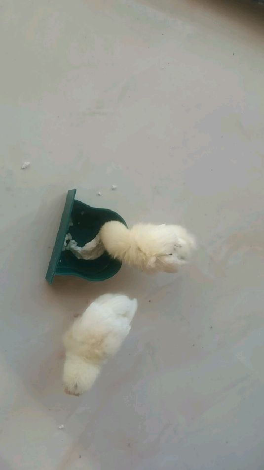 更出生小鸡的喂养