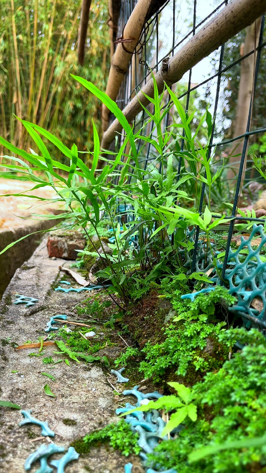 这是农村常见的凤尾蕨,也叫凤尾草,井栏边草,你见过这种草吗