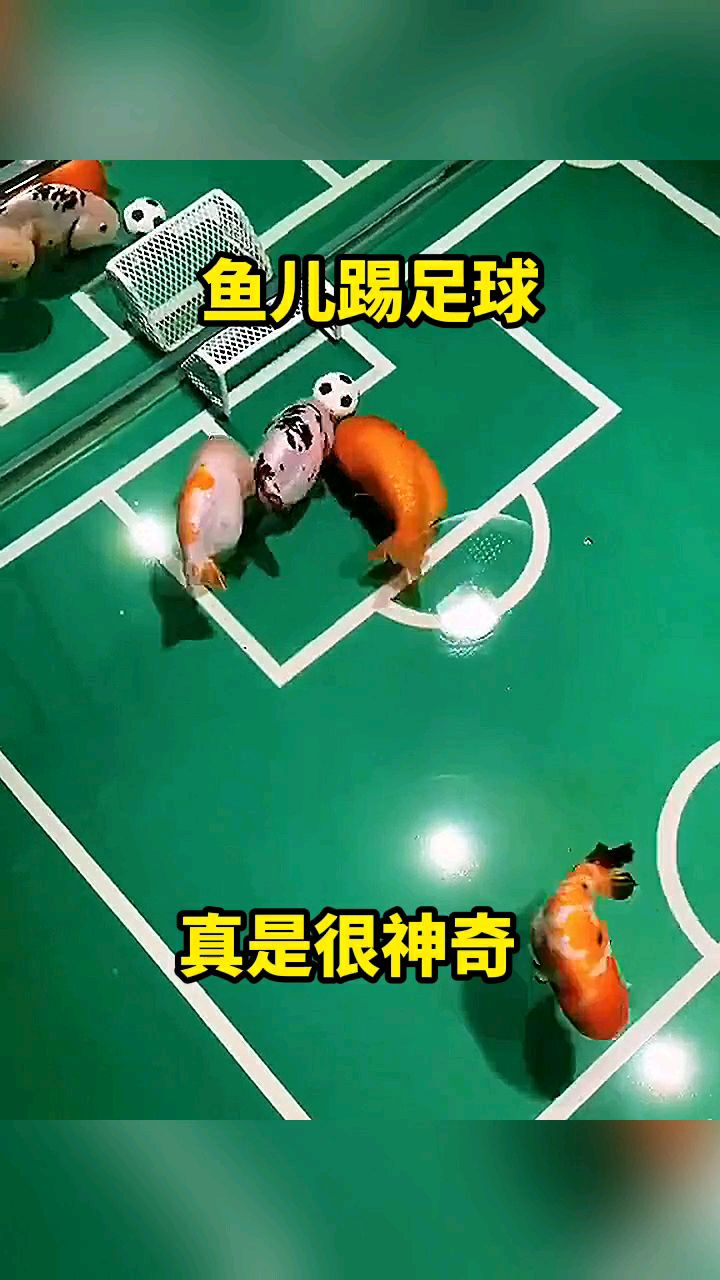 鱼儿踢足球真是很神奇。